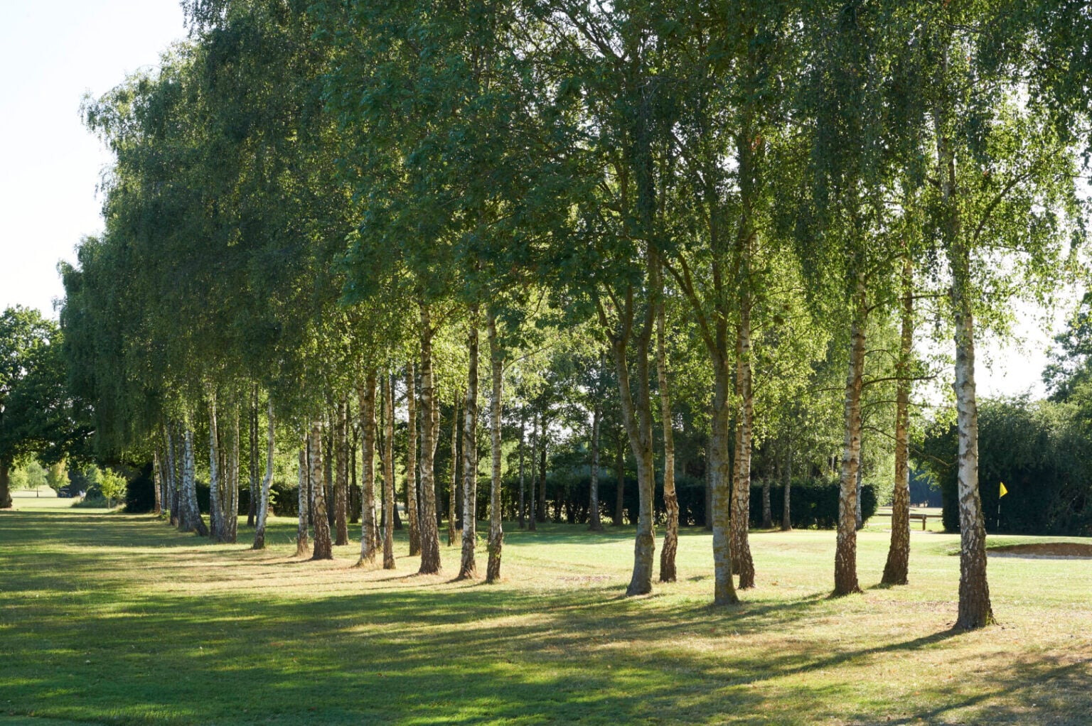 trees next to golf course green at mattishall golf course